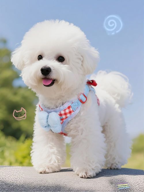 Pet collar & leash