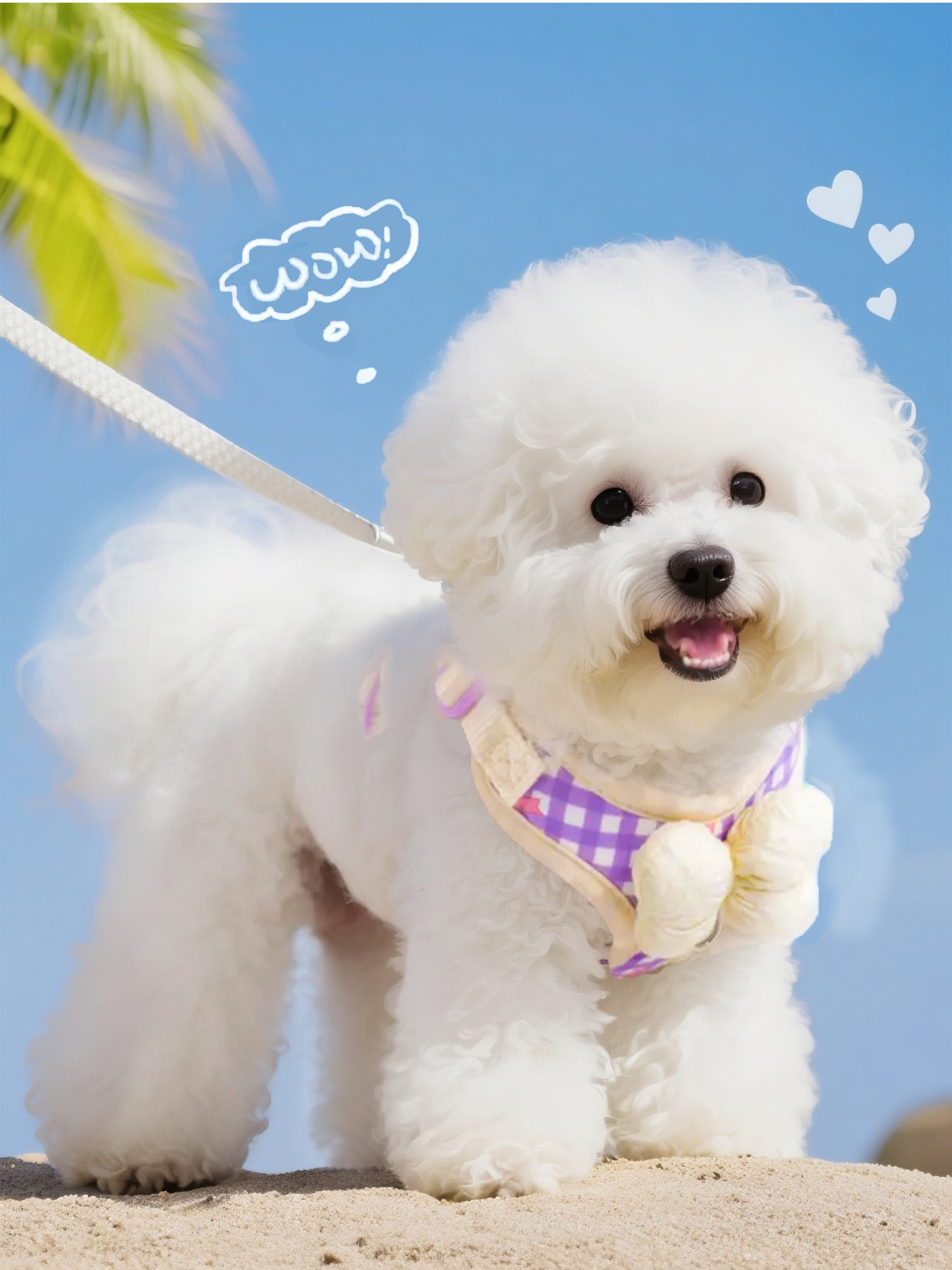 Pet collar & leash