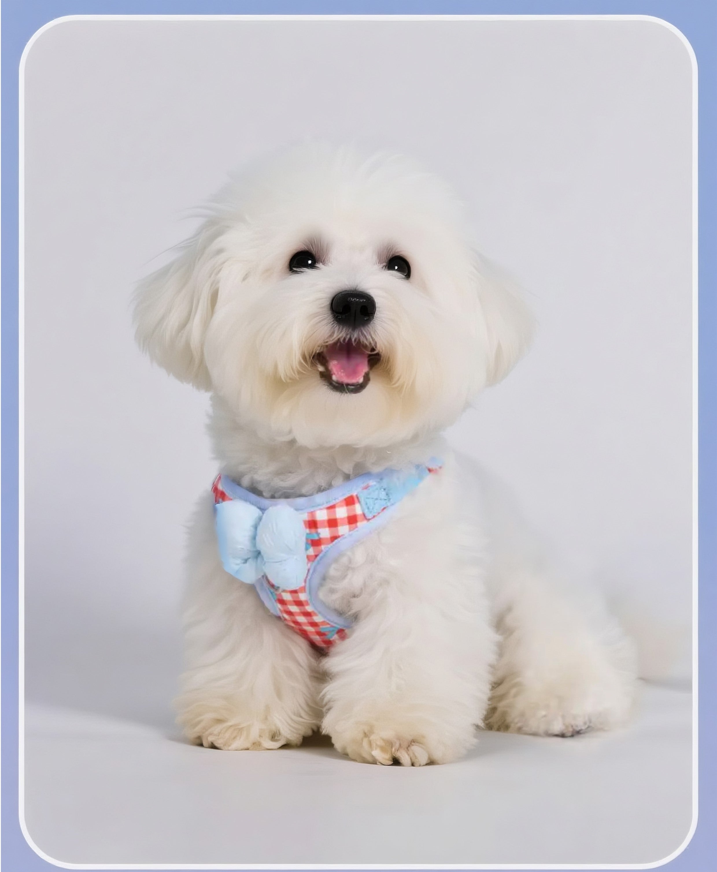 Pet collar & leash