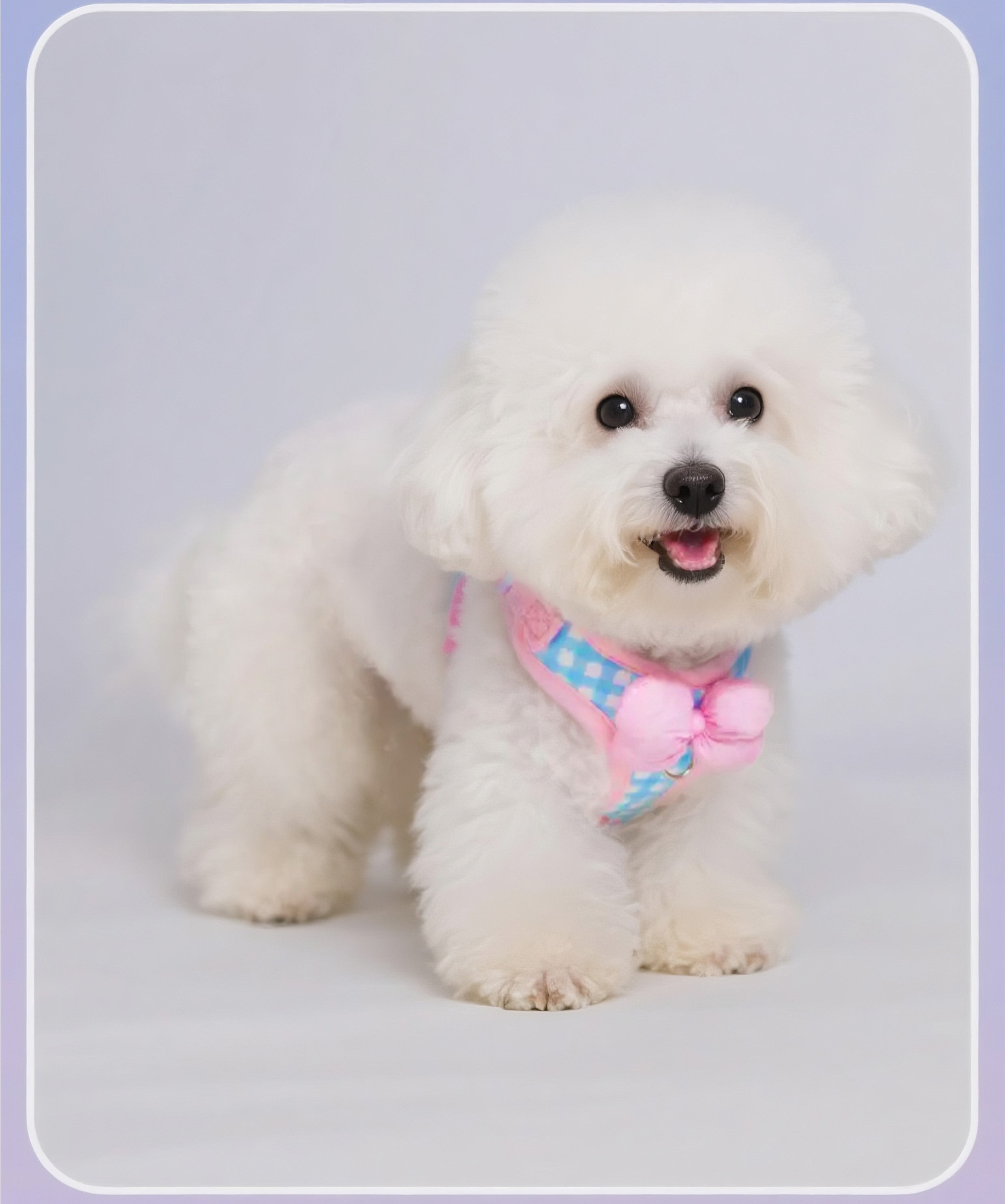 Pet collar & leash