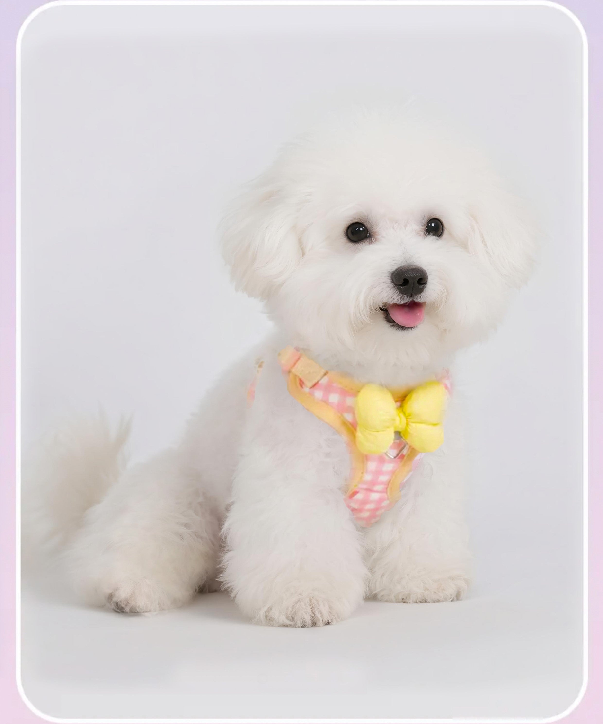 Pet collar & leash