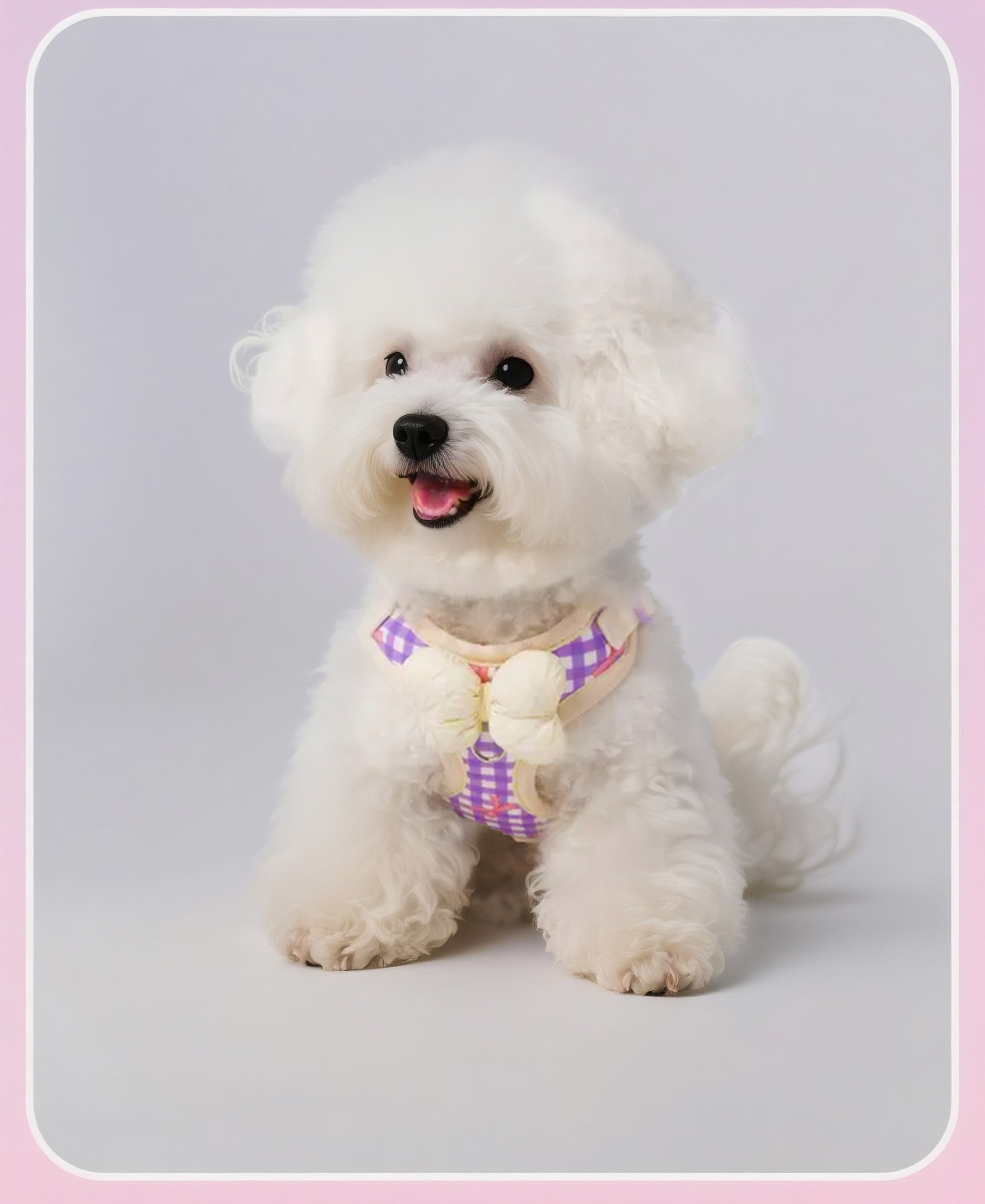Pet collar & leash